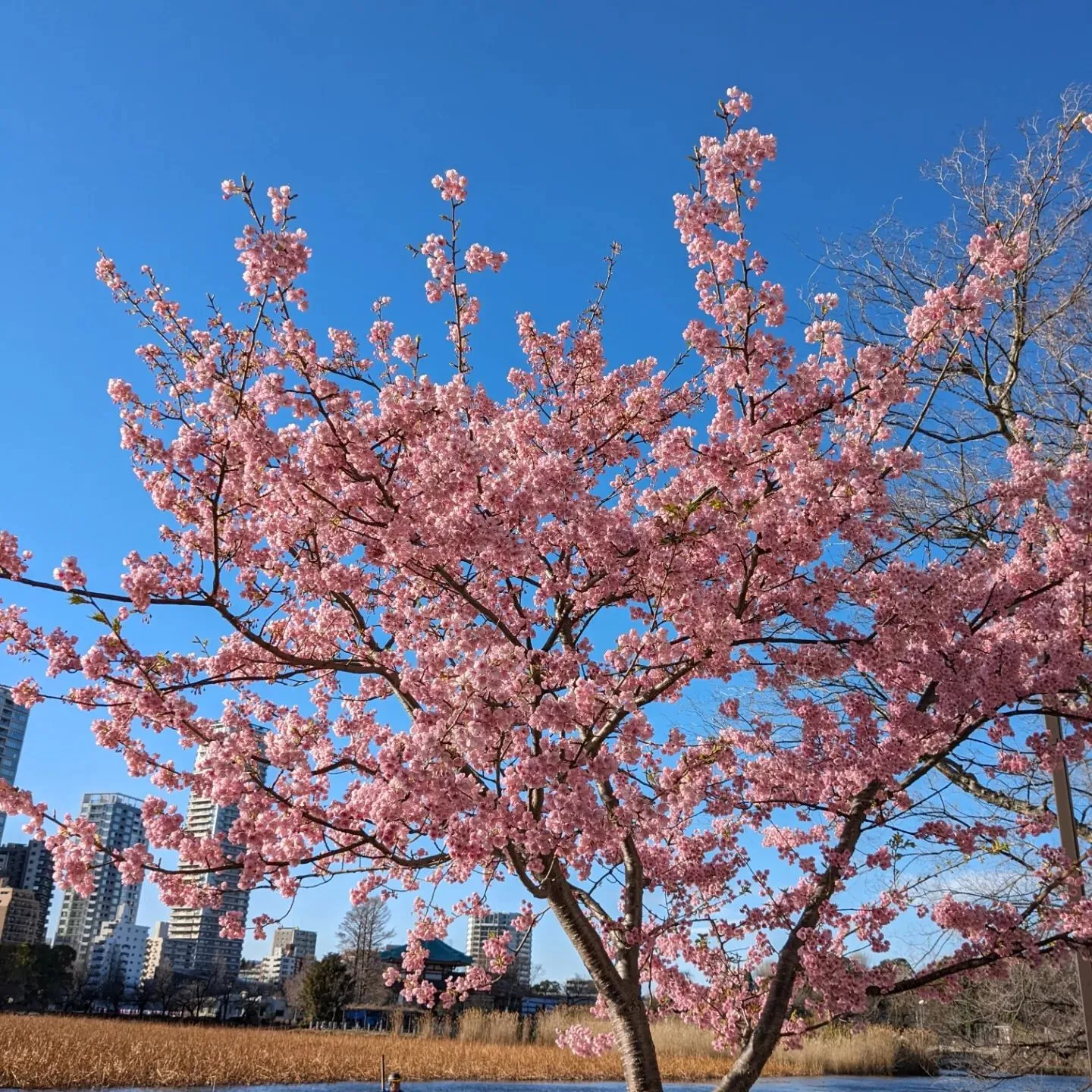 Early cherry blossoms have beg...