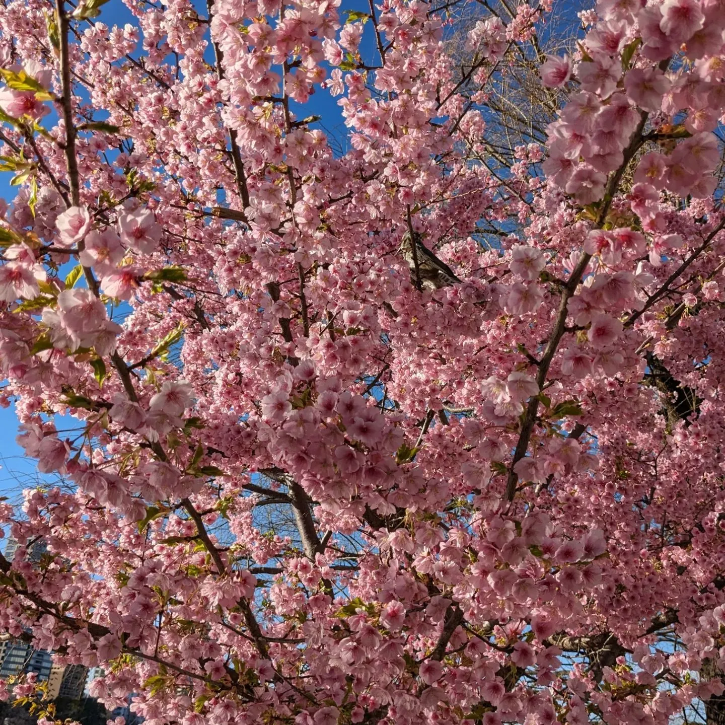 Early cherry blossoms have beg...