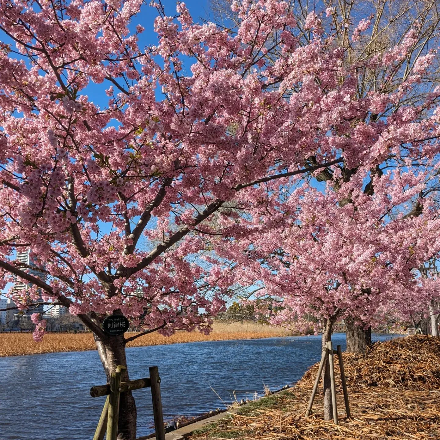 Early cherry blossoms have beg...