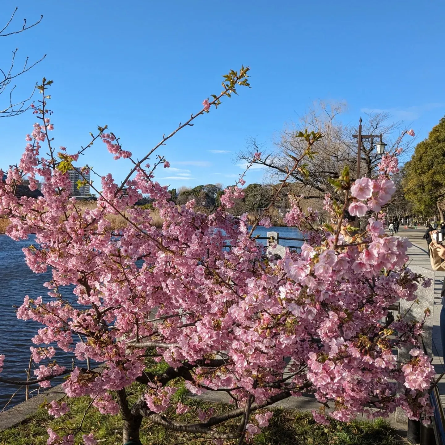 Early cherry blossoms have beg...