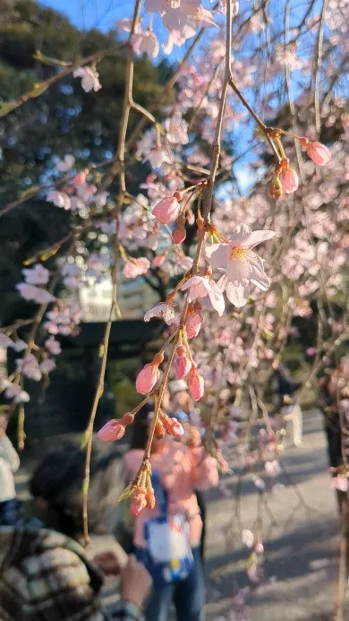 Cherry blossoms have began tn ...