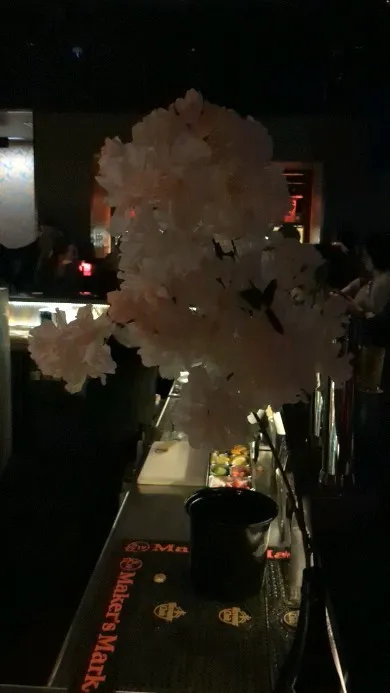 Cherry blossoms at a bars in T...