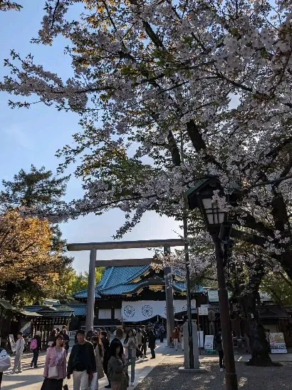 Sakura in full bloom