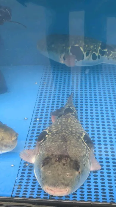 A highly poisonous blowfish.Ja...